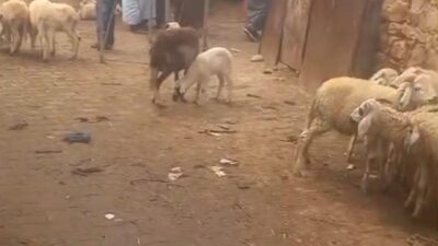 الدولة صرفت أكثر من 40 مليار لتحويل منطقة إيغود إلى وجهة سياحية وفوضى بيع المواشي تهدد المشروع